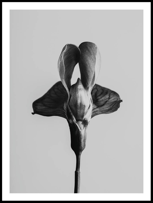 Fleur Noire Et Blanche Poster - Posterton